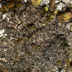 Rinodina mniaraea