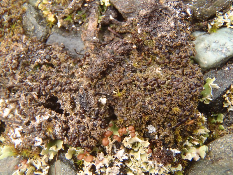 Rinodina mniaraea