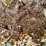 Rinodina mniaraea