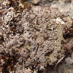 Rinodina mniaraea