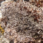 Rinodina mniaraea