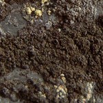 Rinodina notabilis