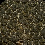 Rinodina obnascens