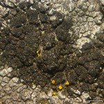 Rinodina obnascens