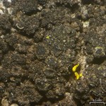 Rinodina obnascens
