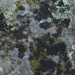Rinodina obnascens