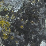 Rinodina obnascens