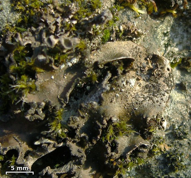 Rinodina olivaceobrunnea