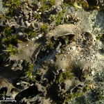 Rinodina olivaceobrunnea