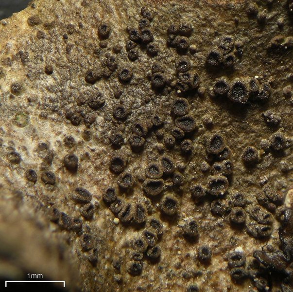 Rinodina olivaceobrunnea