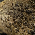 Rinodina olivaceobrunnea