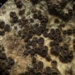Rinodina olivaceobrunnea