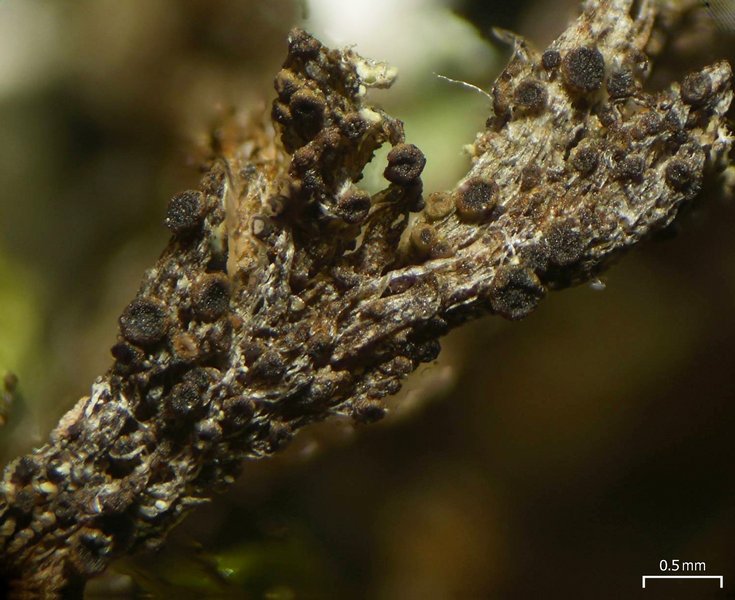 Rinodina olivaceobrunnea