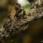 Rinodina olivaceobrunnea