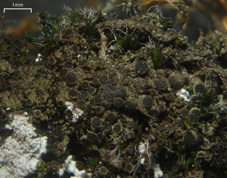 Rinodina olivaceobrunnea