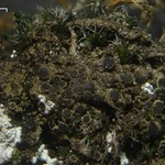 Rinodina olivaceobrunnea