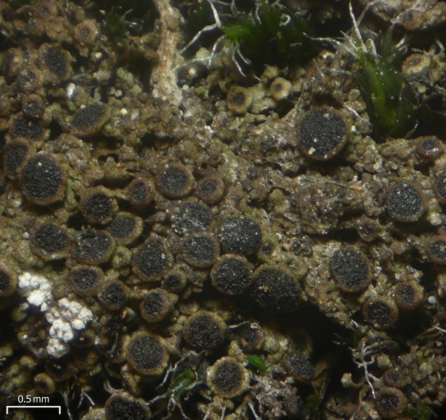 Rinodina olivaceobrunnea