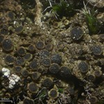 Rinodina olivaceobrunnea