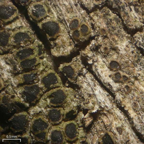 Rinodina orculata