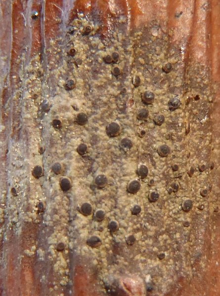 Rinodina orculata