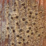 Rinodina orculata