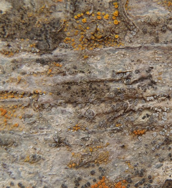 Rinodina orculata