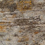 Rinodina orculata