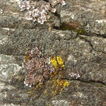 Rinodina oregana