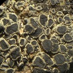 Rinodina oregana