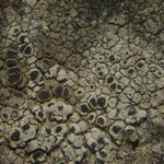 Rinodina oxydata