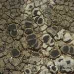 Rinodina oxydata
