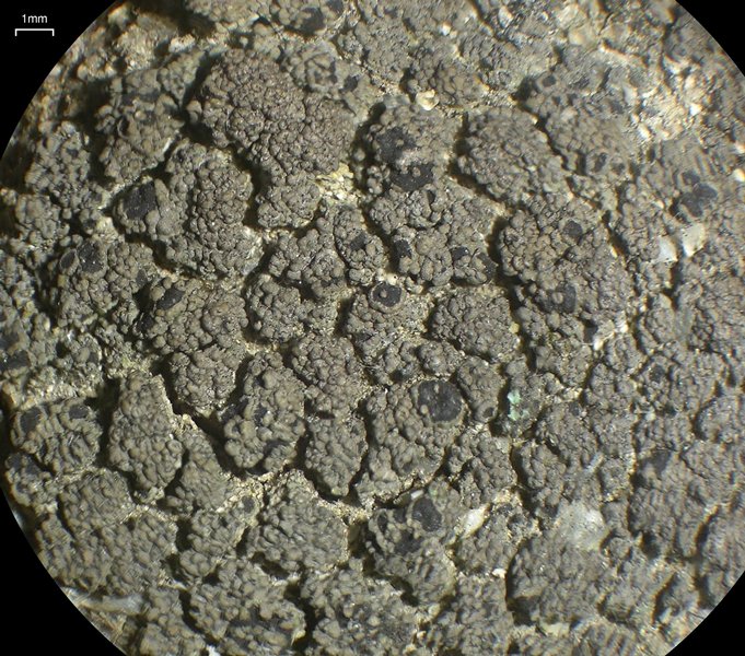 Rinodina pacifica