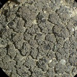 Rinodina pacifica