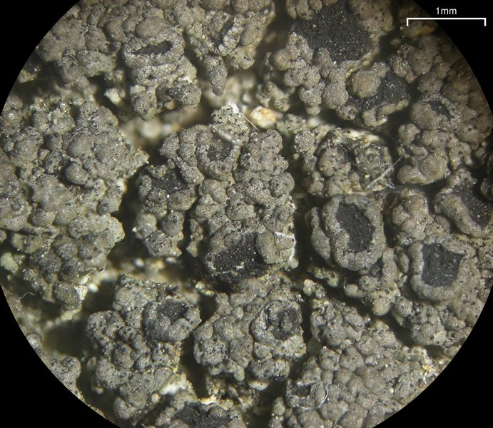 Rinodina pacifica