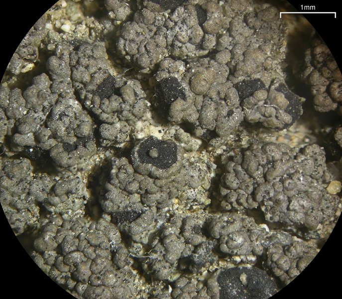 Rinodina pacifica