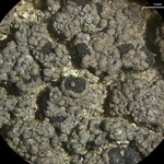 Rinodina pacifica