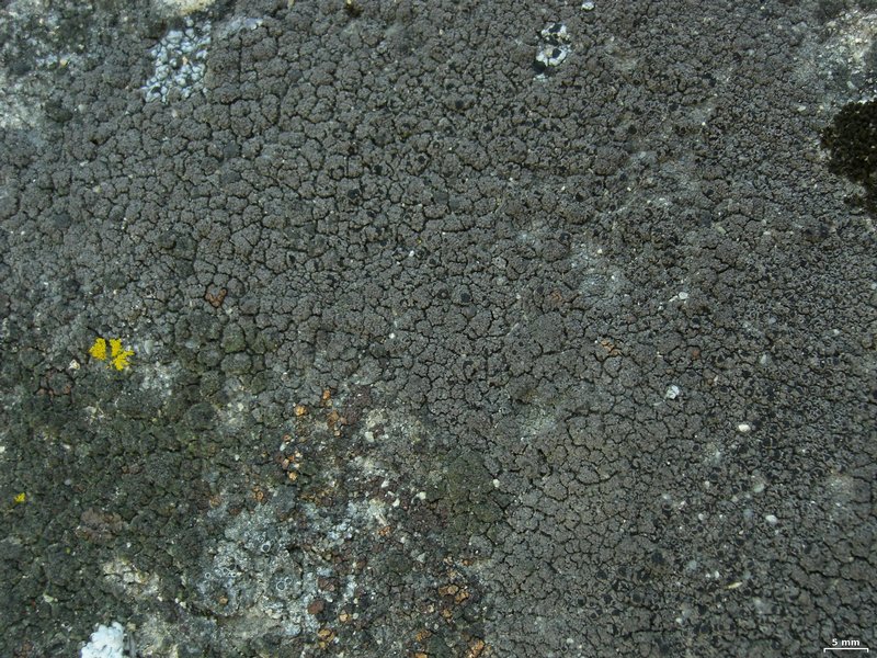 Rinodina pacifica