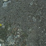 Rinodina pacifica