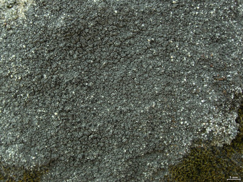 Rinodina pacifica