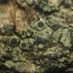 Rinodina papillata