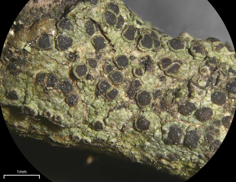 Rinodina polyspora