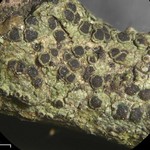 Rinodina polyspora