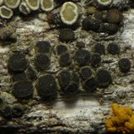 Rinodina pyrina