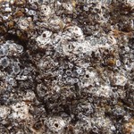 Rinodina roscida