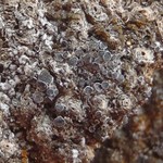 Rinodina roscida