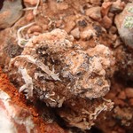 Rinodina roscida