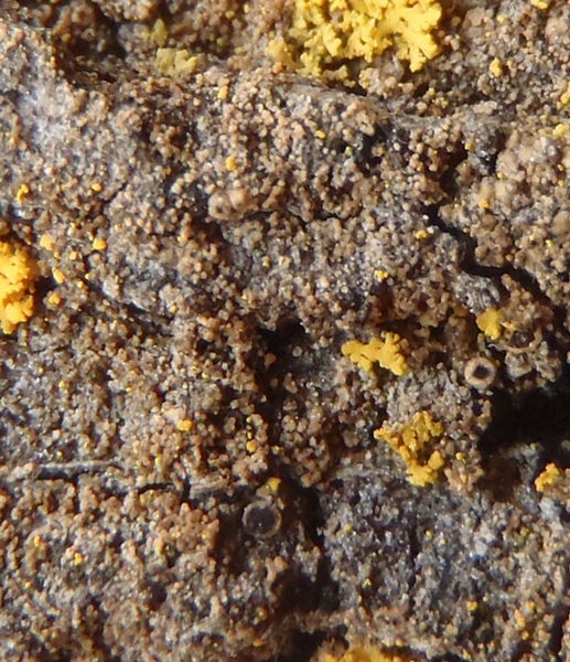 Rinodina santae-monicae