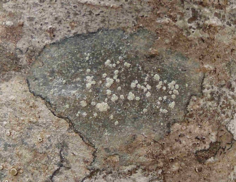 Rinodina stictica