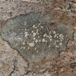 Rinodina stictica
