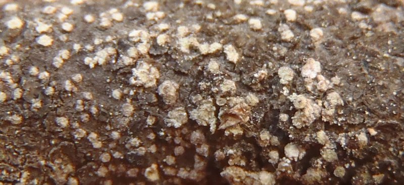 Rinodina stictica